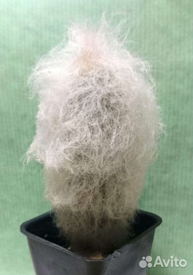 Суккуленты и кактусы