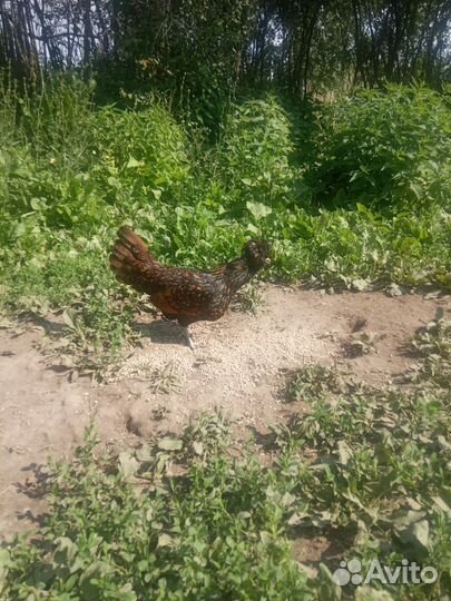 Петух и Курочка Падуан