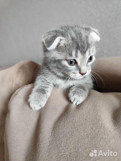 Шотландская вислоухая