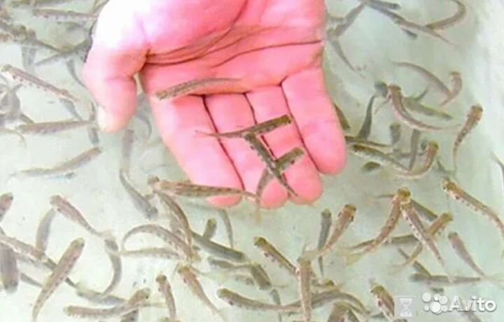 Малек форели