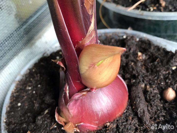 Валлота Пурпурная