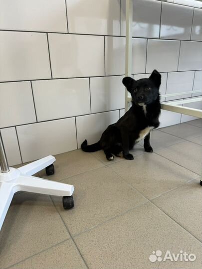 Щенки ищут дом