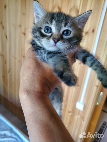 Очаровательные котята