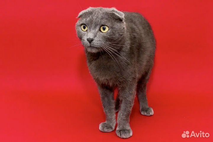 Обаятельный котэ ищет дом