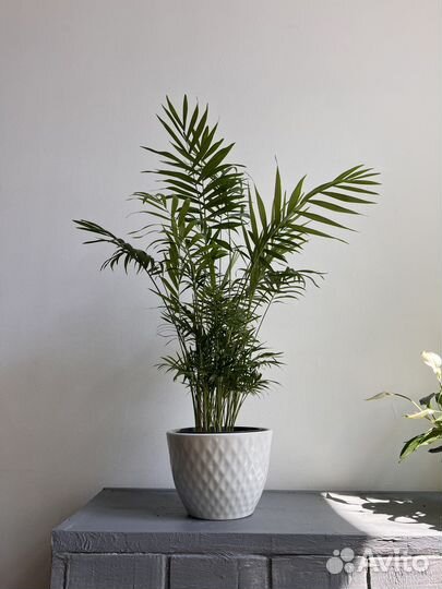 Пальма хамедорея