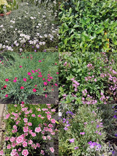 Многолетние садовые цветы