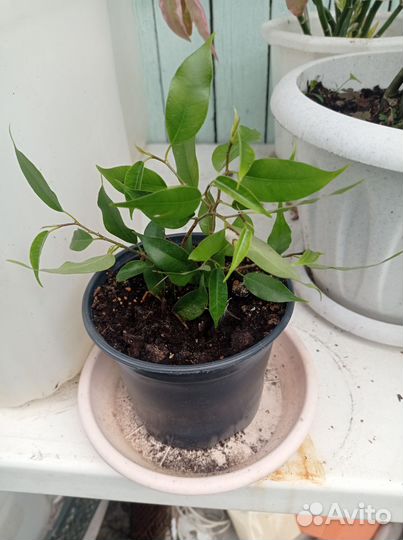 Фикус бенджамина