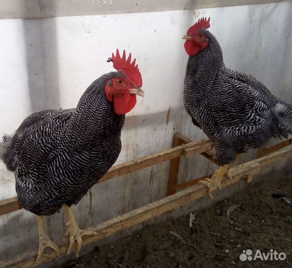 Породные куры