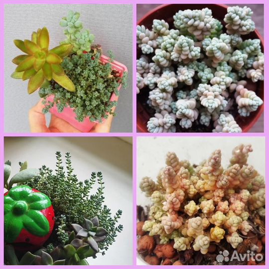 Седум дасифиллюм