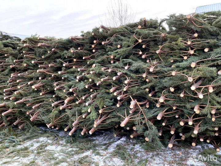 Сосна оптом