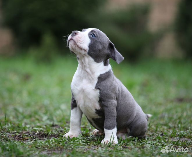 Мальчик голубой 1,5 мес