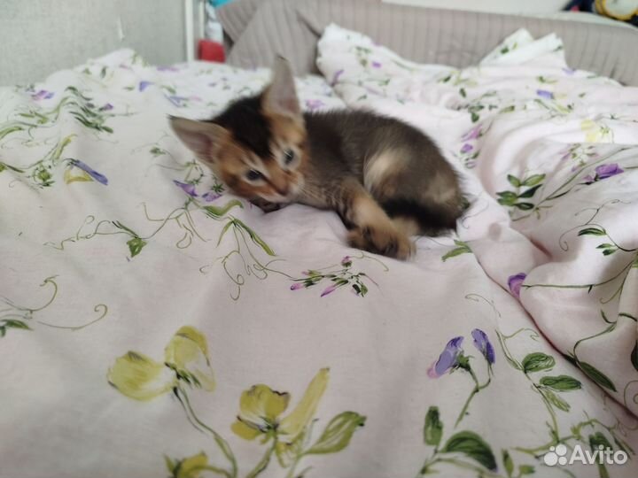 Абиссинские котята