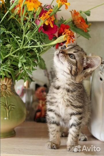 Котенок Рыська ищет дом