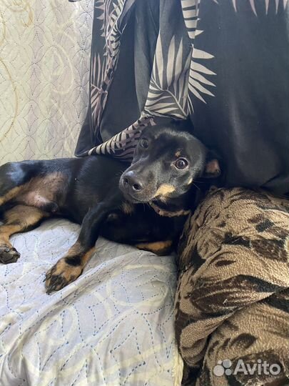 Отдам в добрые руки джек рассел черный