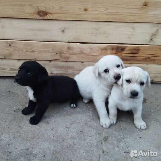 Щенки в добрые руки