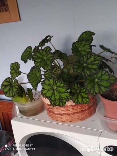 Бегония тигровая