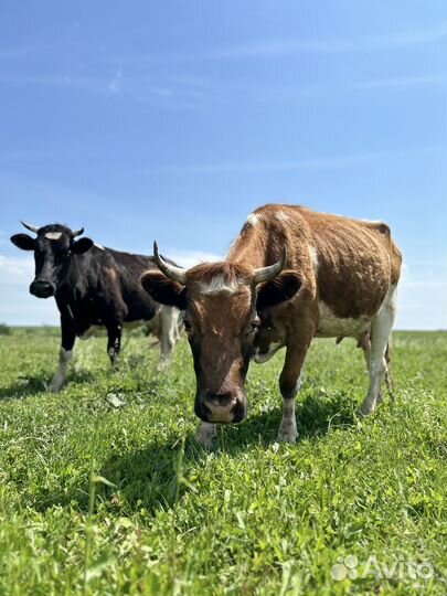 Коровы дойные молочные