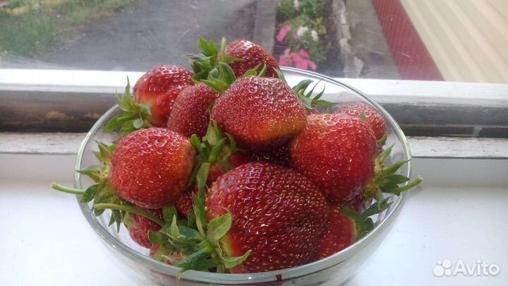 Рассада клубники районированных сортов