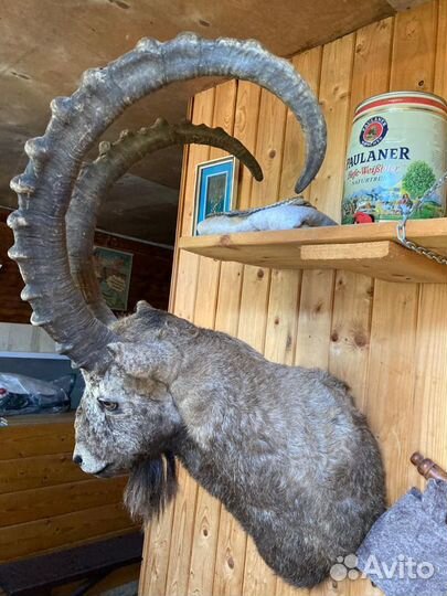 Чучело животных