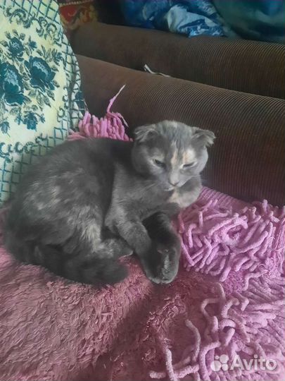Найдена кошка