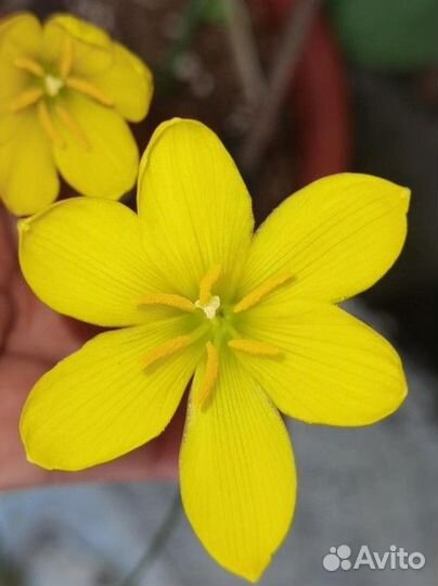 Зефирантес желтый