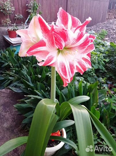 Гиппеаструм амариллис луковицы