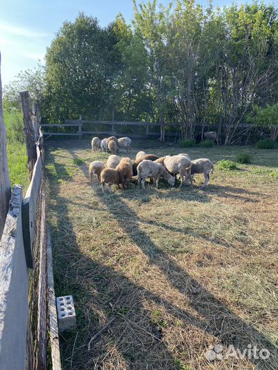 Продам овец