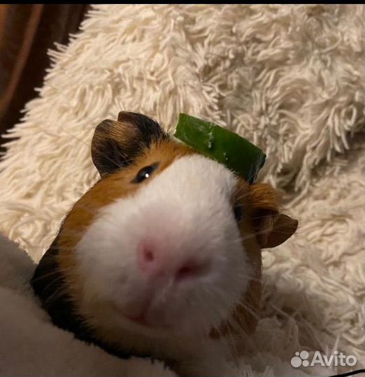 Морская свинка вязка Мальчик