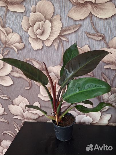 Филодендрон империал ред