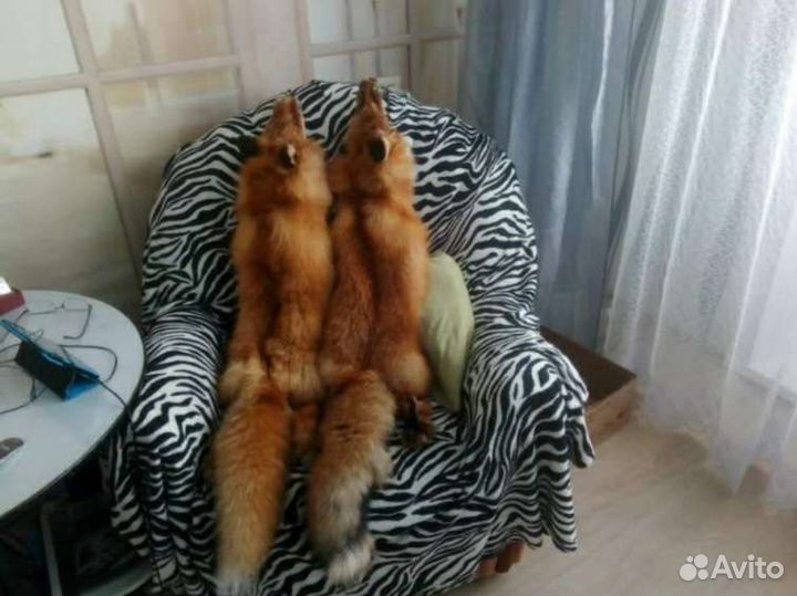 Шкуры лисы рыжей