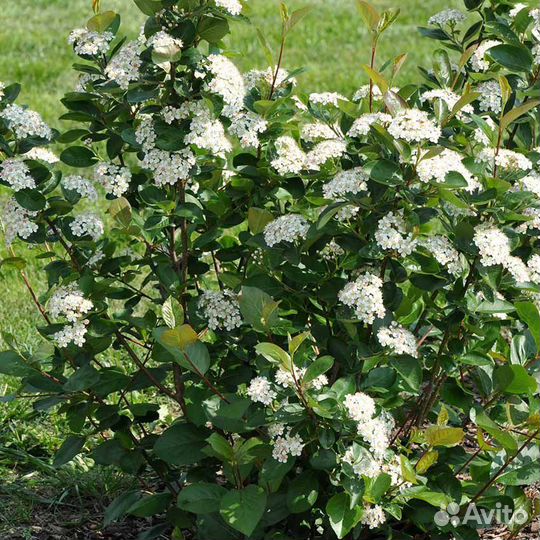 Рябина сладкая, ирга канадская