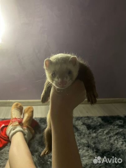 Хорек мальчик