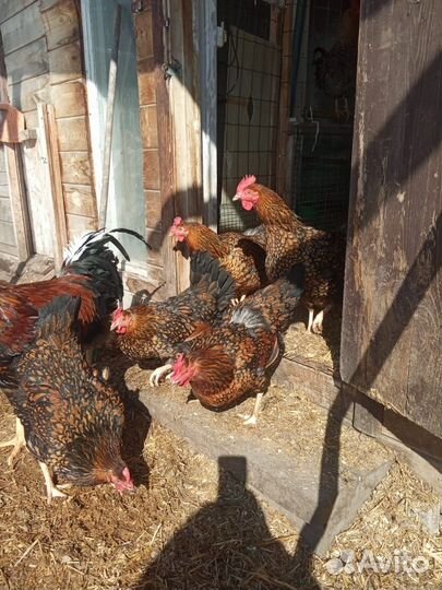 Курочки семьями. Цветной броль