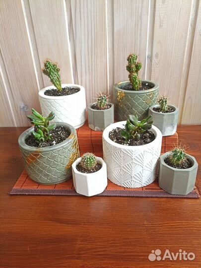 Крассула хоббит и кактус Цериус и кактусята