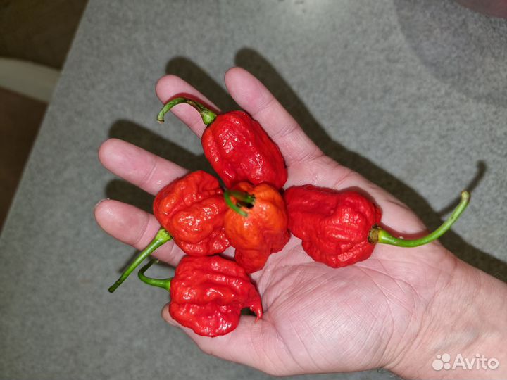 Свежий Перец Carolina Reaper