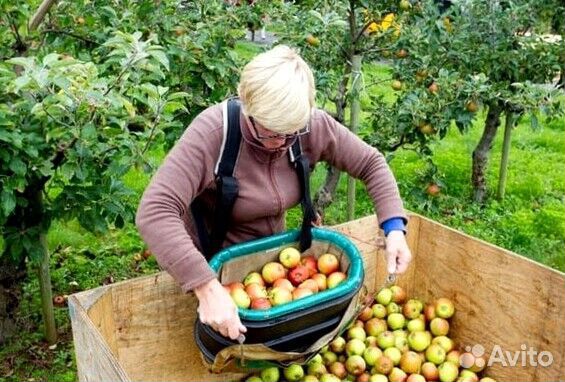 Сборщик яблок в саду