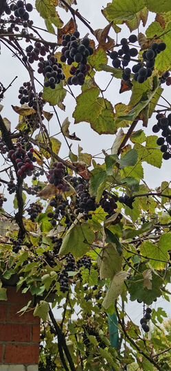 Дача 51,5 м² на участке 5 сот.