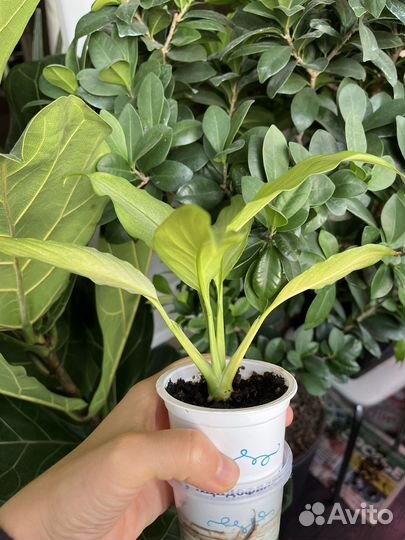 Спатифиллум спилт милк