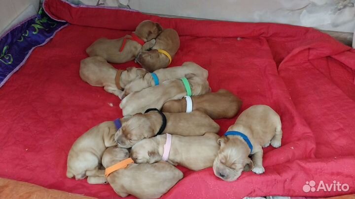 Щенки английского кокер спаниеля