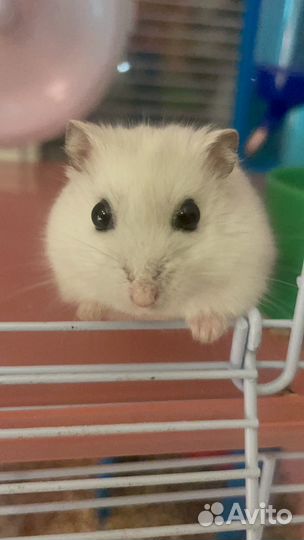 Джунгарские хомяки с клеткой