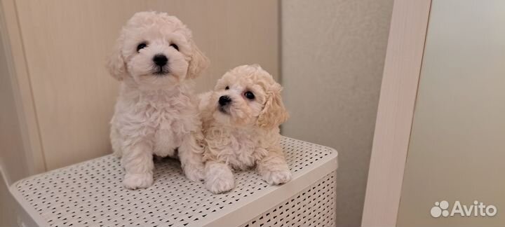 Мальтипу ф1