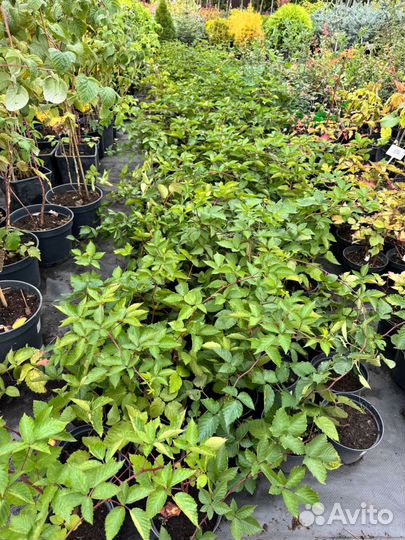 Ежевика безшипая