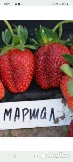 Рассада клубники Гигант Джорнея,Маршал.Ягоды