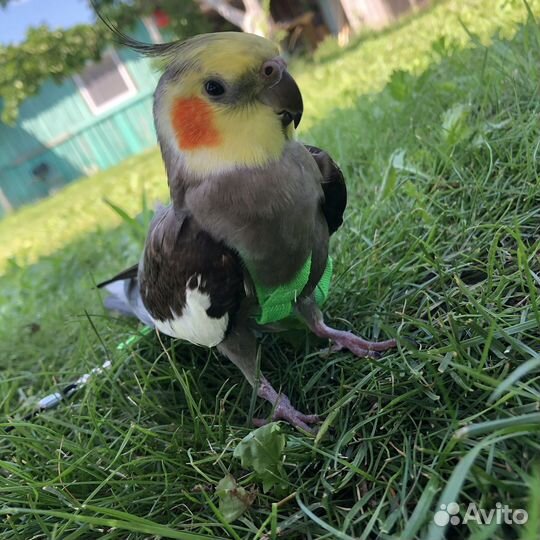 Попугай карелла с клеткой