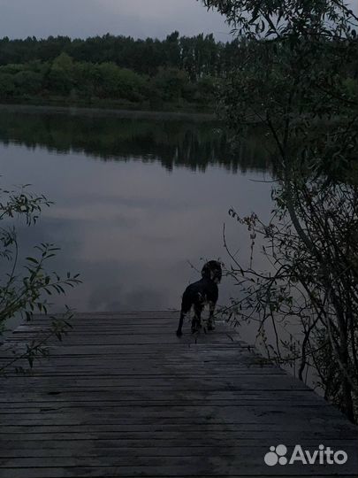 Щенки русский охотничий спаниель