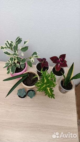 Домашние комнатные цветы