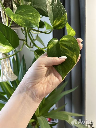 Эпипремнум