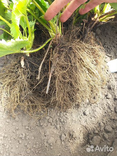 Рассада ремонтантной клубники Альбион