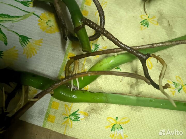 Монстера черенок