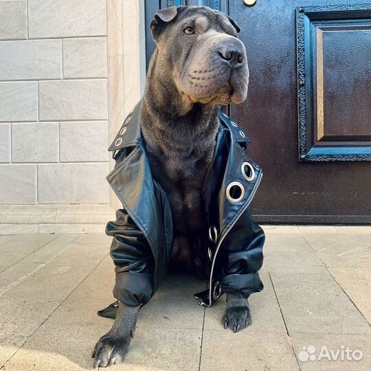 Ищем невесту для вязки